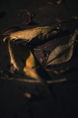 Dead dried leaves in low light dark scene sunset environment
