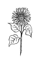 Black outline of a sunflower on a white background