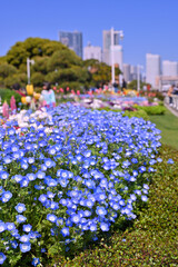 A colorful field of wildflowers, including Menzies' baby blue eyes, with park benches scattered throughout in Park beside Minatomirai, Yokohama city port, Kanagawa, Japan - 747285208