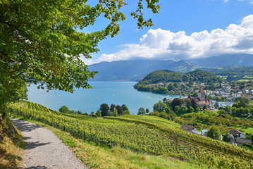 idyllic hiking trail above Rebberg vineyard, view to historic castle Spiez and lake Thunersee...