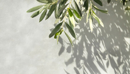 Mediterranean concept. Shadows of olive tree leaves, branches over white wall. Summer background, sunlight overlay, empty copy space.