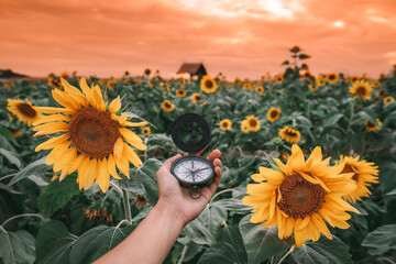 The hand holding the compass on the side is a field of sunflowers.