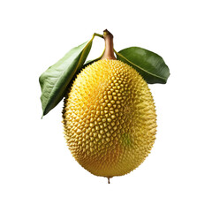 Jackfruit isolated on transparent background, png