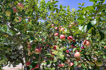 りんご農園の風景