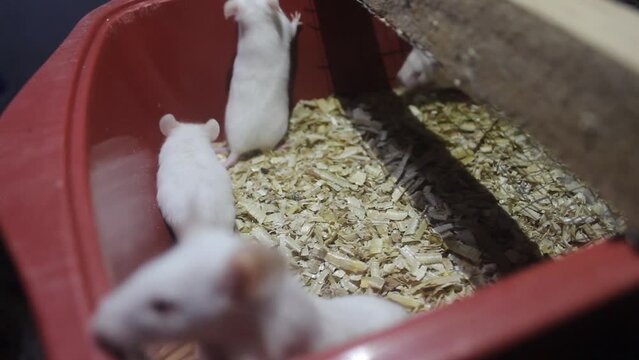 cultivation of white rats for research materials. Rattus norvegicus