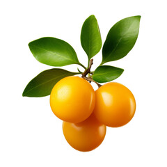 Kumquat isolated on transparent background, png