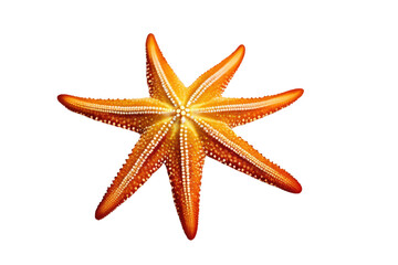 a high quality stock photograph of a single colorful starfish isolated on a white background