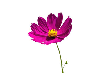 a high quality stock photograph of a single cosmos flower full body isolated on a white background