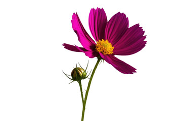 a high quality stock photograph of a single cosmos flower full body isolated on a white background