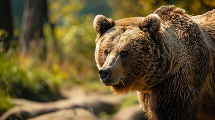 Obraz premium Autumn portrait of a brown bear with a backdrop of golden leaves.