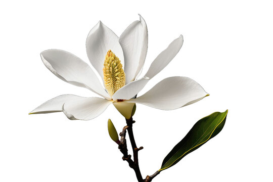 a high quality stock photograph of a single magnolia flower full body isolated on a white background