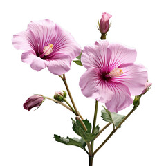 lavatera isolated on transparent background, png