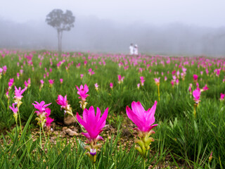 Krachiao flowers