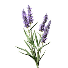 lavender isolated on transparent background, png