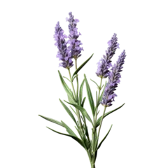 Deurstickers lavender isolated on transparent background, png © road to millionaire