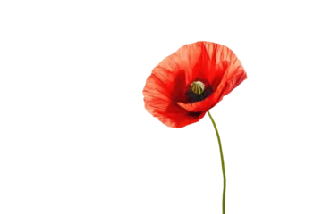 Zelfklevend Fotobehang a high quality stock photograph of a single red poppy flower full body isolated on a white background © ramses