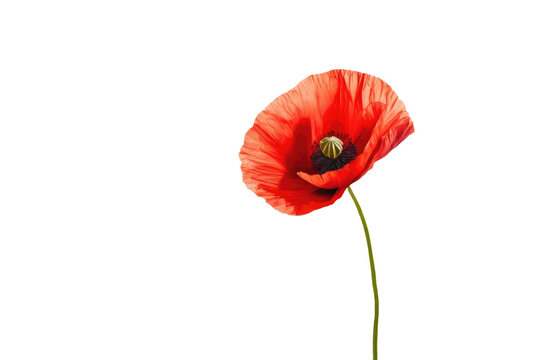 a high quality stock photograph of a single red poppy flower full body isolated on a white background