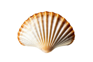 a high quality stock photograph of a single scallop sea shell isolated on a white background