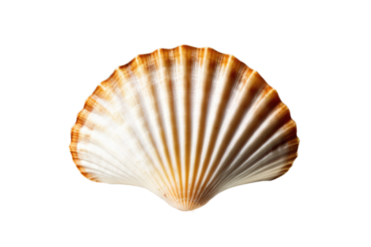 a high quality stock photograph of a single scallop sea shell isolated on a white background