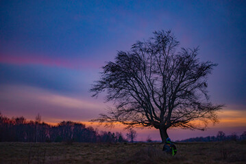 The crown of a leafless tree seen in silhouette against the background of the colored sky at sunset