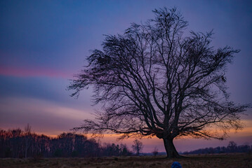 The crown of a leafless tree seen in silhouette against the background of the colored sky at sunset