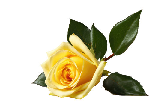 a high quality stock photograph of a single yellow rose flower full body isolated on a white background
