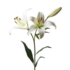Fototapeta na wymiar lily isolated on transparent background, png