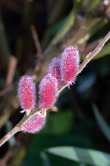 pink catkins of the Willow Mount Aso, Salix Gracilistyla, shrub