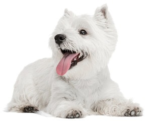 Funny, cute doggy. Fluffy white beautiful West Highland Terrier lying on floor isolated on white...