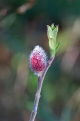 single pink catkin of the willow Mount Aso