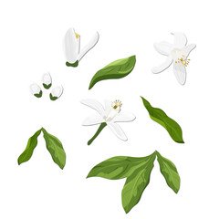 Obraz premium Elements of Neroli. Flowers, buds, fruit and leaves of orange blossom. Vector drawing.