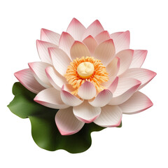 lotus isolated on transparent background, png