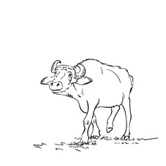 Buffalo walking and looking forward vector line sketch, Farm animal water buffalo hand drawn illustration