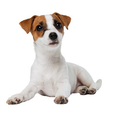 Portrait of small cute dog, Jack Russell Terrier puppy calmly lying posing against transparent background. Dog looks happy and graceful. Concept of motion, beauty, vet, breed, pets, animal life.