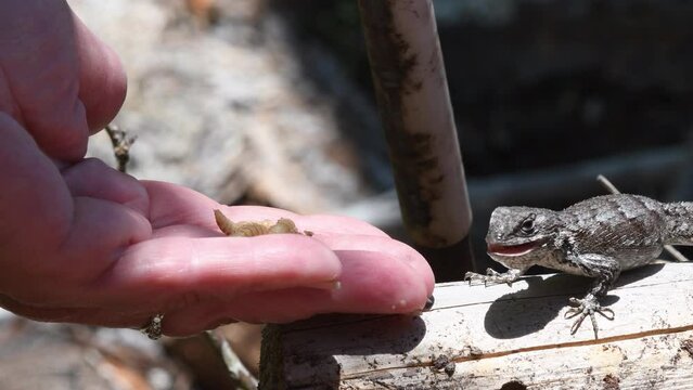 Fence lizard approaches a human hand then eats a meal worm from them