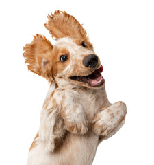 Cute, funny, playful Cocker Spaniel dog lying with paws up against transparent background. Smiling...