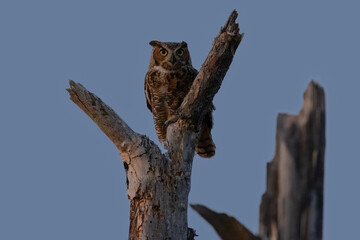 Great Horned Owl perched on a snag at dusk