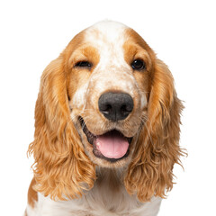 Close-up of pretty smiling muzzle of Cocker Spaniel dog isolated over white background. Doggie...
