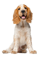Cute and sweet Cocker Spaniel dog with tongue sticking out sitting against transparent background. Concept of movement, pet love, animal life, domestic animals. Looks happy, graceful. Copyspace for ad