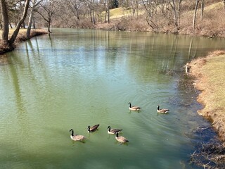 Canada geese on the lake