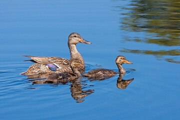 A Mother Mallard Swims with Her Ducklings