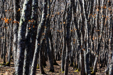 Obraz premium Goriano Sicoli, Italy A stand of young oak trees in a forest on a sunny day.