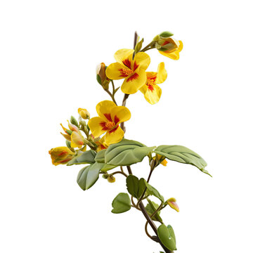 mimulus isolated on transparent background, png