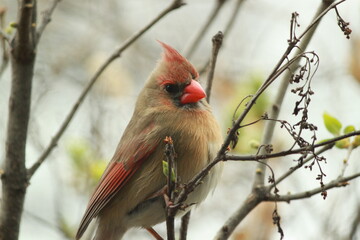 Northern Cardinal Branches