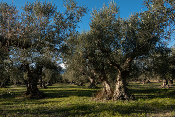 Salle, Italy An olive grove in the sunshine.