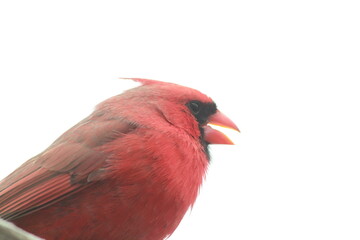 Red Cardinal Orange Open Beak