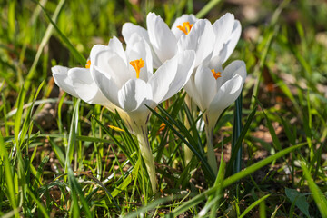 Close-up of white blooming crocuses in the park of Wiesbaden
