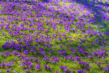 A meadow full of purple-flowering crocuses in the park of Wiesbaden