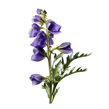 monkshood isolated on transparent background, png