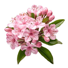 mountain laurel isolated on transparent background, png